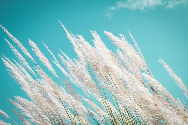 abstract softness white Feather Grass
